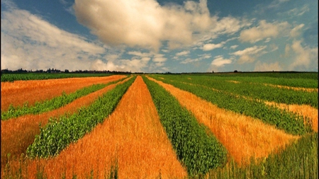 Colorful Field - field, sky, nature, clouds