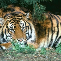 Resting Tiger