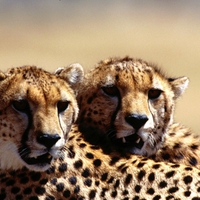 For my Sweet Cheetah friend Ramya ( ramyadevims )