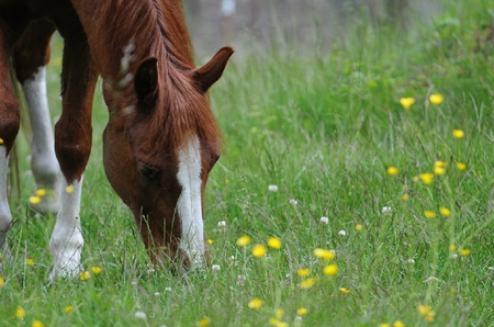 Horse Grazing - field, horse, graze, grass