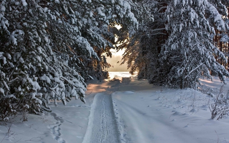 WINTER IN FOREST - nature, trees, popular, forest, snow, winter, road, wallaper