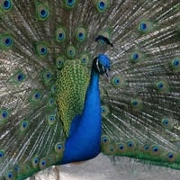 Beautiful Peacock