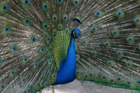 Beautiful Peacock - colors, bird, fan, peacock