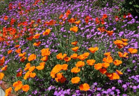 Field of Pretty Flowers - flowers, cluster, field, colors