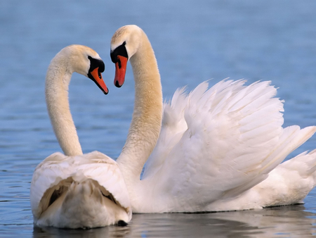 Swans - nice, swans, cute, lovely