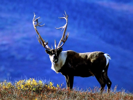 Antlers - cute, lovely, antlers, wild