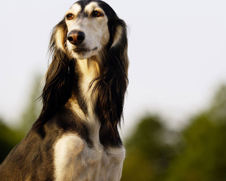 Hunting_hounds - dogs, cute, lovely, dog