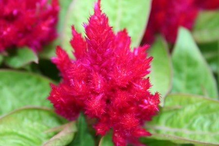 FIRE TREE - pretty, flower, plant, red