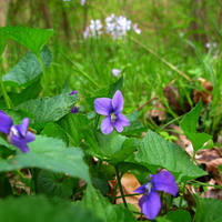 FLOWERS ON FOREST FLOOR