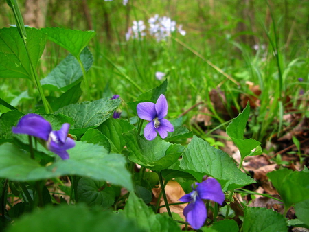 FLOWERS ON FOREST FLOOR - pretty, flowers, floor, forest