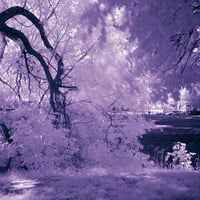 Purple Nature