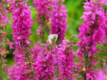 PINK FLOWERS WITH WHITE BUTTERFLY