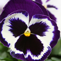 PANSY