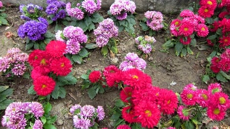 colorful flowers - flowers, beautiful, bright, colorful