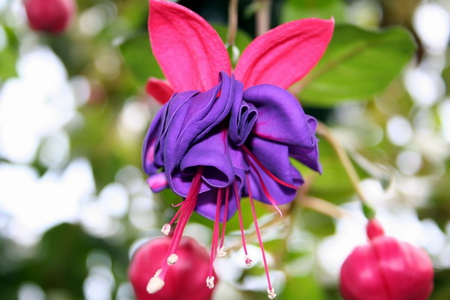 BLEEDING HEART FUCHIA - pretty, flower, pink, purple