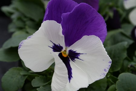 PRETTY PANSY - white, purple, pretty, flower