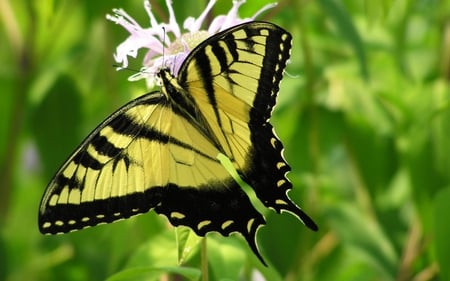 Giant_Swallowtail - lovely, butterfly, cute, pretty