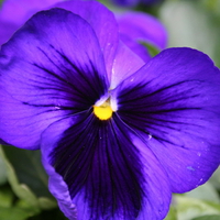 BLUE PANSY