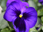 BLUE PANSY