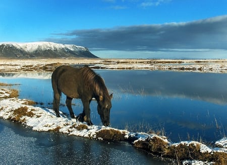 Horse in Wild - winter, picture, beautiful, in wild, landscape, horse