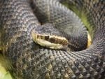 Florida_Water_Moccasin