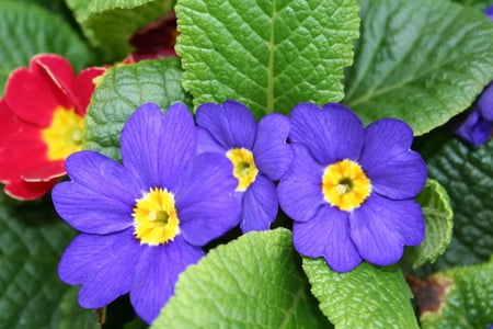 PURPLE AND RED - flowers, purple, red, green