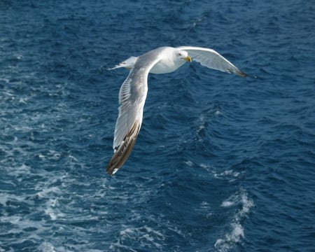 dimitrisk - lovely, wings, cute, bird