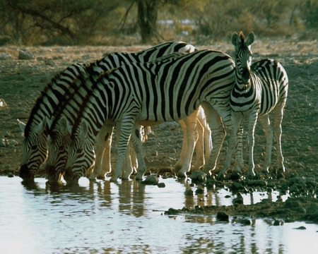 Zebras - cute, zebra, lovely, zebras