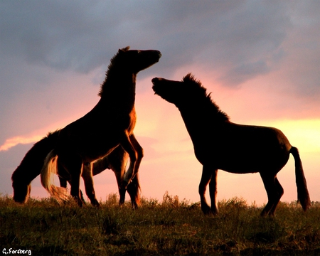 Horse play - play, i love horses, horse, horses