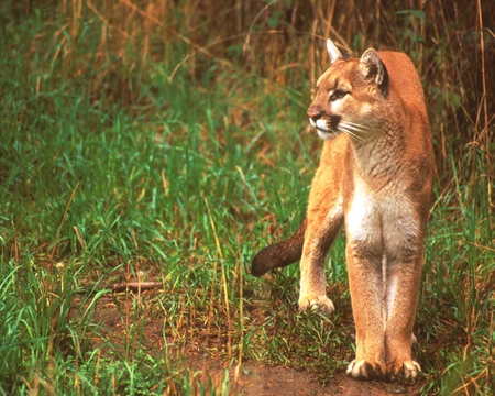 Out for a Stroll - cat, cats, cute, big cat