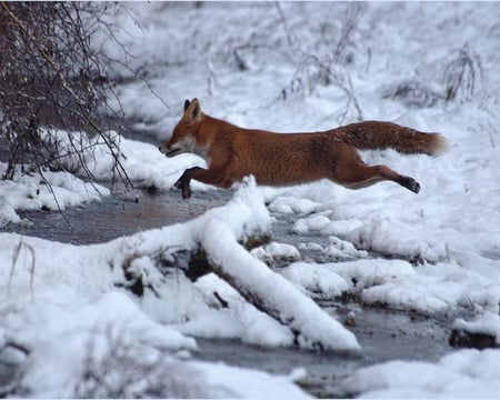 Fox - fox, run, cute, foxs, lovely