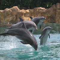 Dolphins