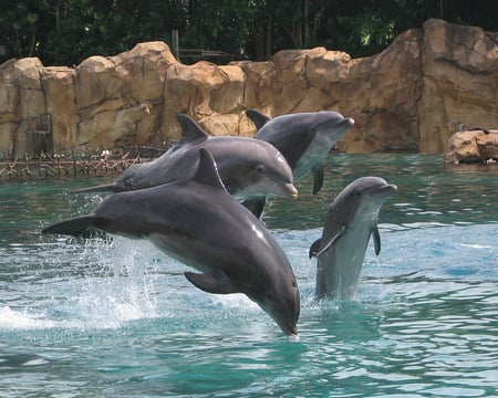 Dolphins - lovely, dolphin, cute, sea