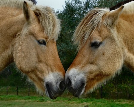 Fotobob & Cameraannie - horses, lovely, horse, cute