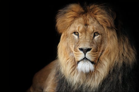 Lion - cute, cats, lion, cat, big cat