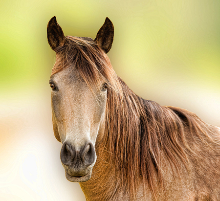 Horse - horses, cute, horse, i love horses