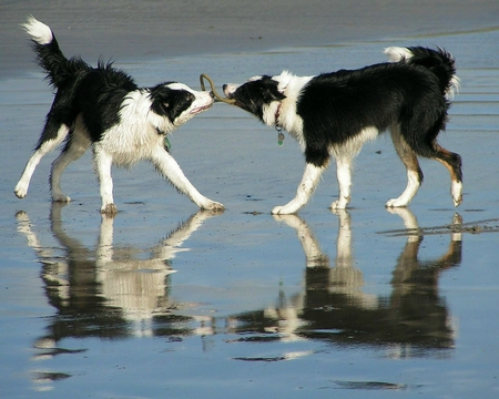 Play time - sooo cute, dog, dogs, lovey, cute