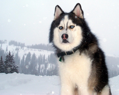 husky - cute, dog, lovly, dogs