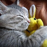 Cute kitty sleeps with bunny