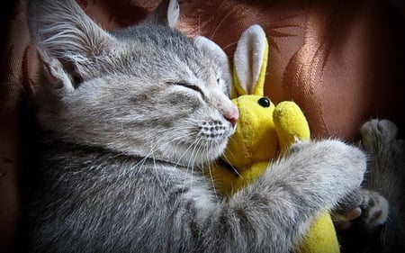 Cute kitty sleeps with bunny