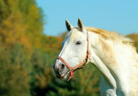 Beautiful face! - horses