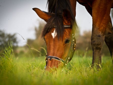 Beautiful horse in the pasture