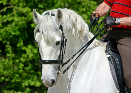 Lusitano stallion - horses