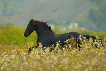 Horse running!