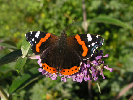 Admiral Butterfly - picture, butterfly, admiral, beautiful