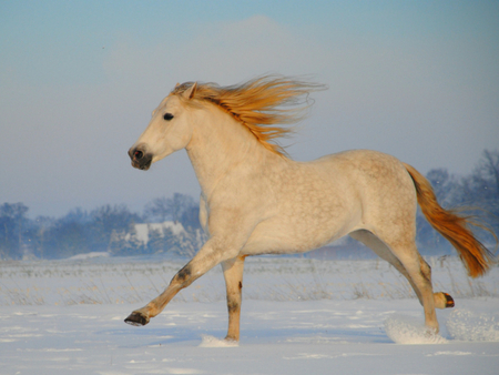 Amazing horse! - horses