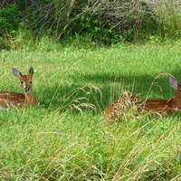 Deer in Grass