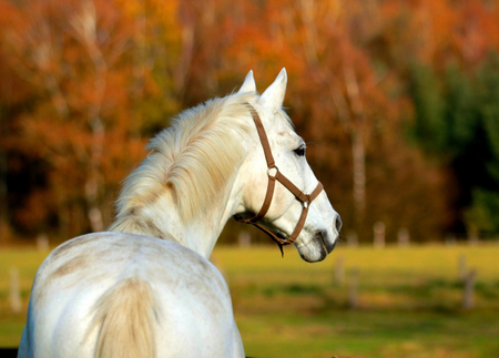 Beautiful Horse! - horses