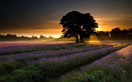 splendid sundown - sky, photography, sun, sunset, field, nature, purple, evening, clouds, tree, dusk