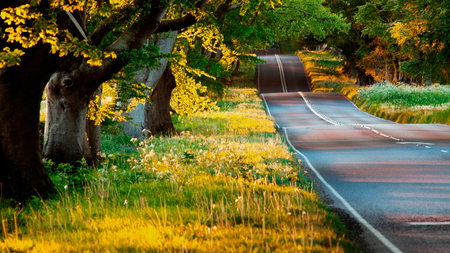 Long Forest Road - green, forest, road, long